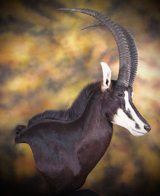 _sable_antelope_taxidermy%202_zpsyfoneoss.jpg