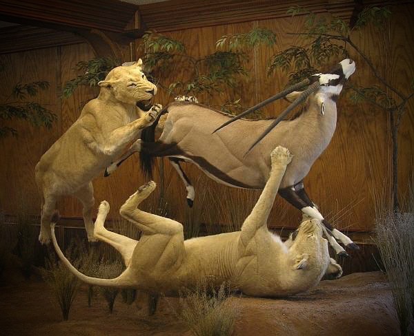 _African_lion_taxidermy_1_zpst3abwewd.jpg