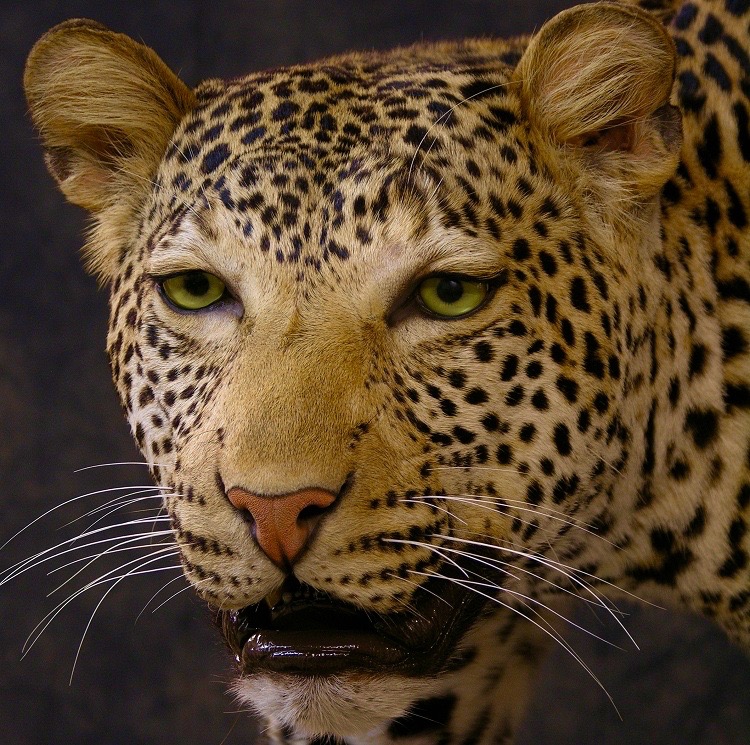 Leopard_david_0%206_zps79hwqd2n.jpg