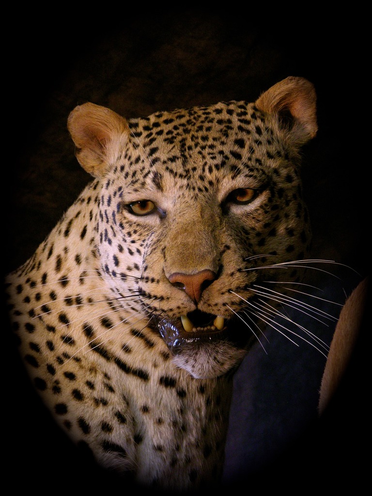 leopard%201_zpsfj88y66z.jpg