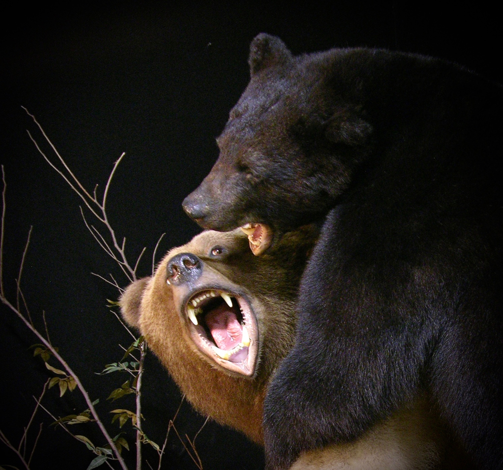 Бурый медведь против. Бурый медведь против Гризли. Барибал медведь против медведя Гризли. Барибал против Гризли. Бурый медведь против черного медведя.