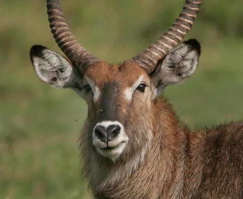 waterbuck-Wild-Animal-Picture_zps5mvfeevt.jpg