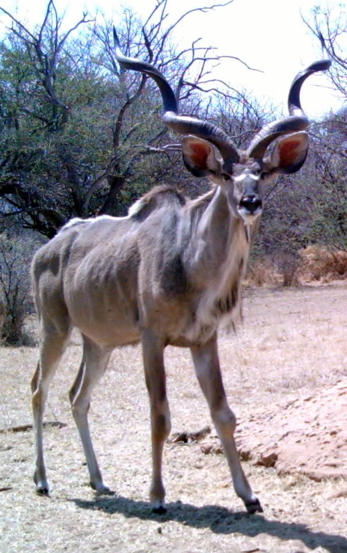 Kudu1.jpg