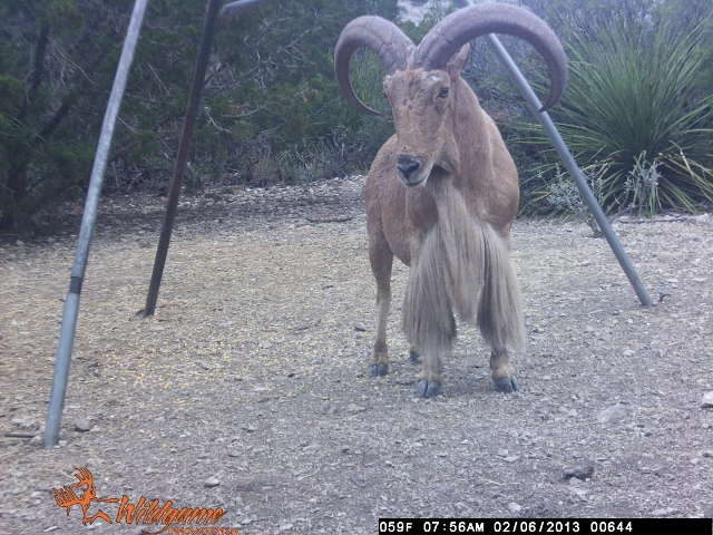 HugeAoudad3640x480_zps56281e06.jpg