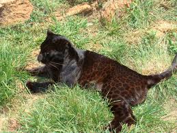 black-leopard-32.jpeg