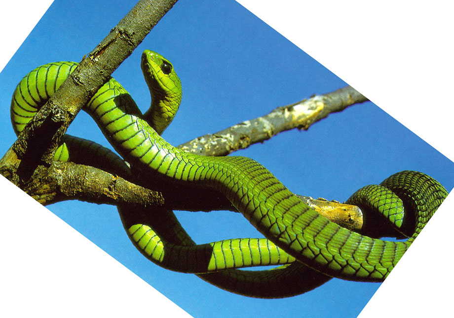 boomslang-snake-.jpg