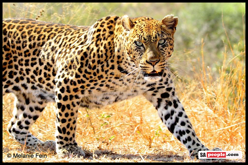 leopard-kruger.png