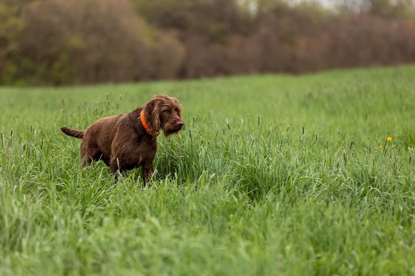 www.gundogmag.com