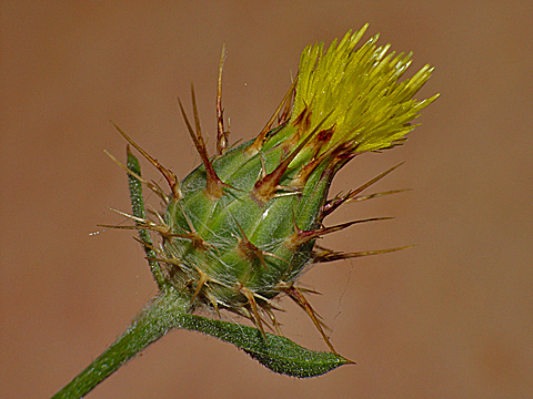 malta-star-thistle.html