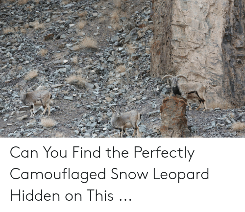 can-you-find-the-perfectly-camouflaged-snow-leopard-hidden-on-49594520.png