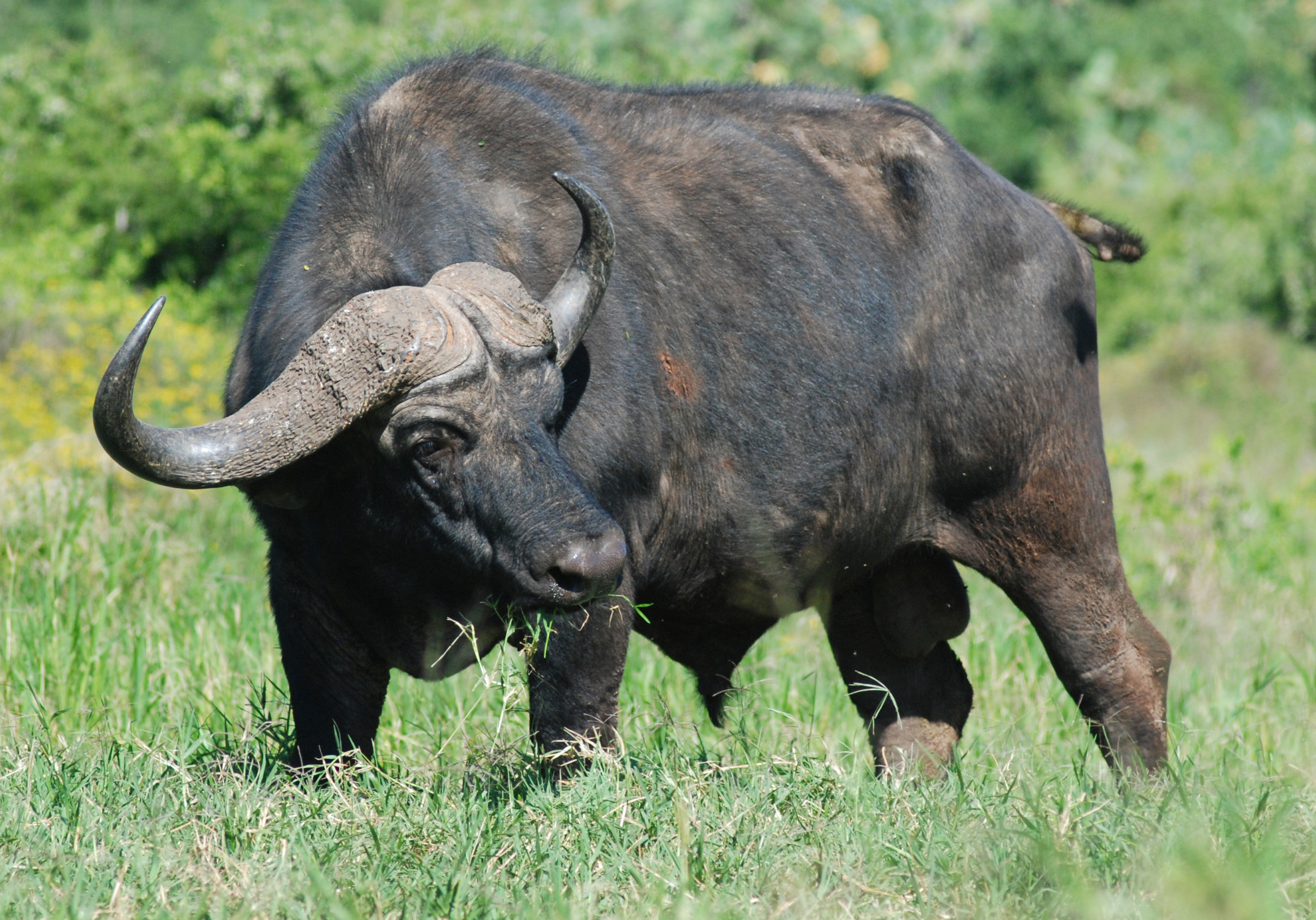 Cape_Buffalo_%28Addo%29.JPG