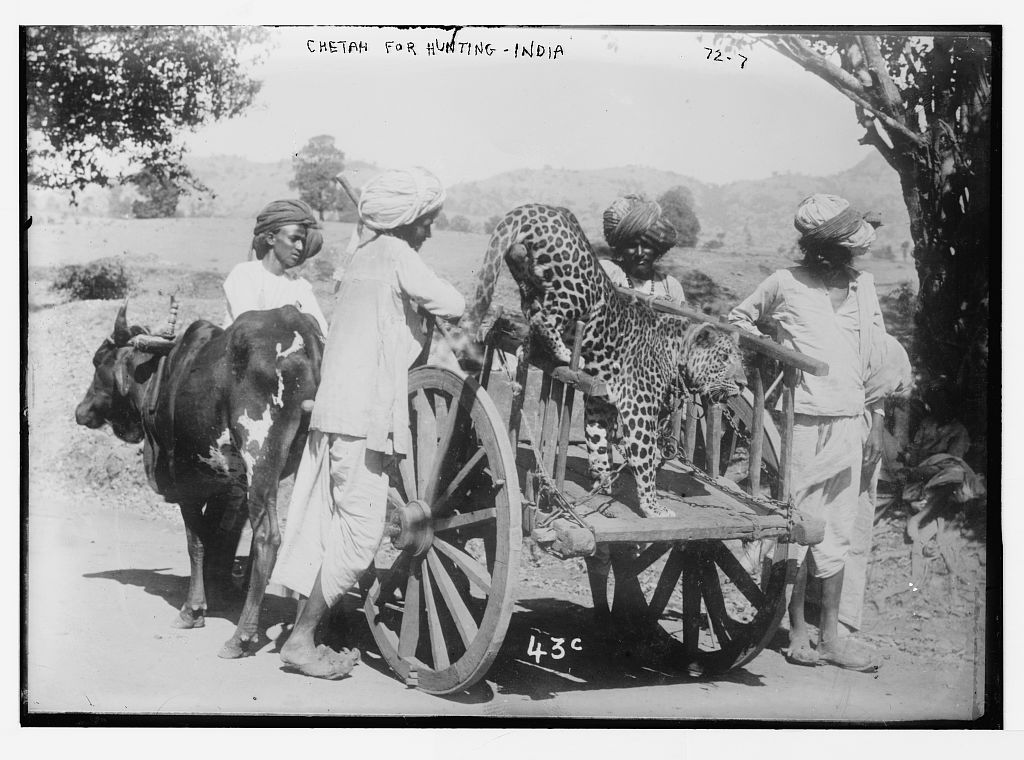 Cheetah_on_cart%2C_used_for_hunting_in_India_%28probably_early_20th_century%29.jpg