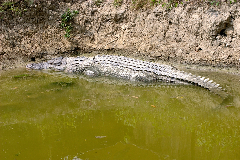 Big_croc.jpg