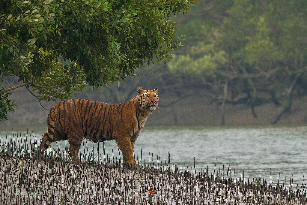 1024px-Sundarban_Tiger.jpg