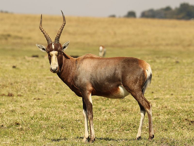 800px-Blesbok%2C_Damaliscus_pygargus_phillipsi%2C_at_Krugersdorp_Game_Reserve%2C_Gauteng%2C_South_Africa_%2826872993194%29.jpg