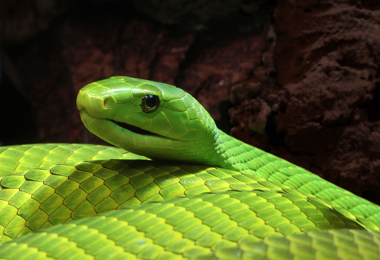 1280px-Mamba_Dendroaspis_angusticeps.jpg