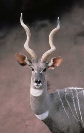 lesser_kudu01.jpg