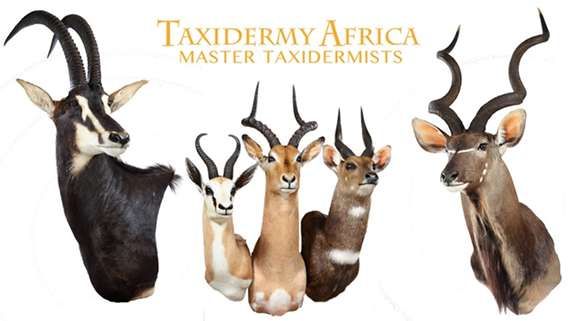 www.taxidermyafrica.com